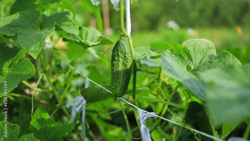 The growth and blooming of greenhouse cucumbers. the Bush cucumber on the trellis. Cucumbers vertical planting. Growing organic food. Cucumbers harvest.Cucumbers grow on a bed. The growth and blooming of greenhouse cucumbers. the Bush cucumber on the trellis. Cucumbers vertical planting. Growing organic food. Cucumbers harvest.Cucumbers grow on a bed.