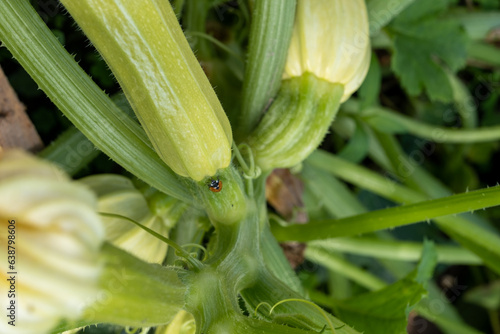 flowers and zucchini, leaves close-up, selective focus.