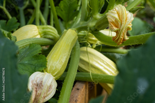Fototapeta Naklejka Na Ścianę i Meble -  Young zucchini in the vegetable garden close-up.