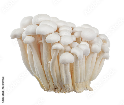 White beech mushrooms, Shimeji mushrooms isolated on white background