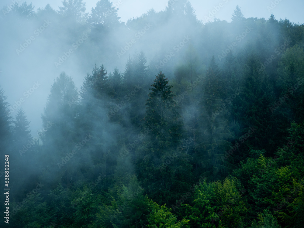 Misty Carpathian Mountains with fog landscape. Foggy morning green fir trees forest on a rainy day. Calm tranquil Carpathians summit wood wallpaper Scenic travel photo Ukraine, Europe. Local tourism. - obrazy, fototapety, plakaty 