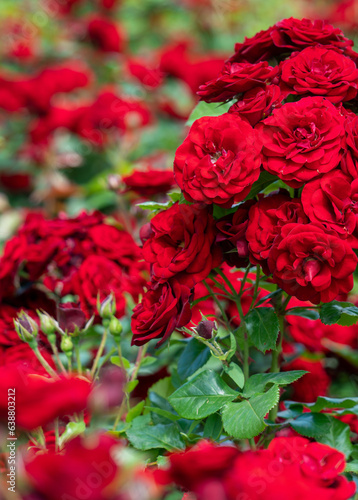 Agricultural planting and cultivating commercial flowers, red roses at farm.