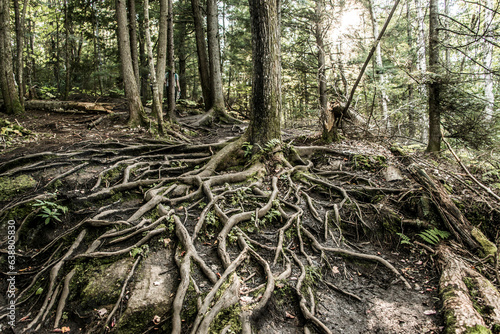 View on the Forest near lake in La Mauricie National Park Quebec, Canada on a beautiful day photo