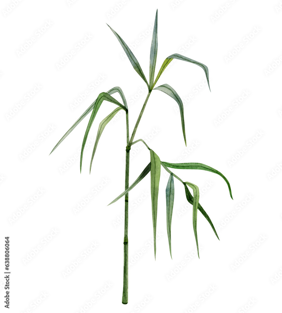 Growing bamboo stem and branches with green leaves watercolor illustration isolated on white background. Tropical nature hand drawn realistic clipart Growing bamboo stem and branches with green leaves watercolor illustration isolated on white background. Tropical nature hand drawn realistic clipart