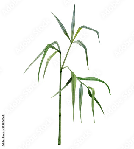 Fototapeta Naklejka Na Ścianę i Meble -  Growing bamboo stem and branches with green leaves watercolor illustration isolated on white background. Tropical nature hand drawn realistic clipart