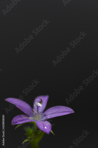 Fototapeta Naklejka Na Ścianę i Meble -  黒背景に紫色の花
