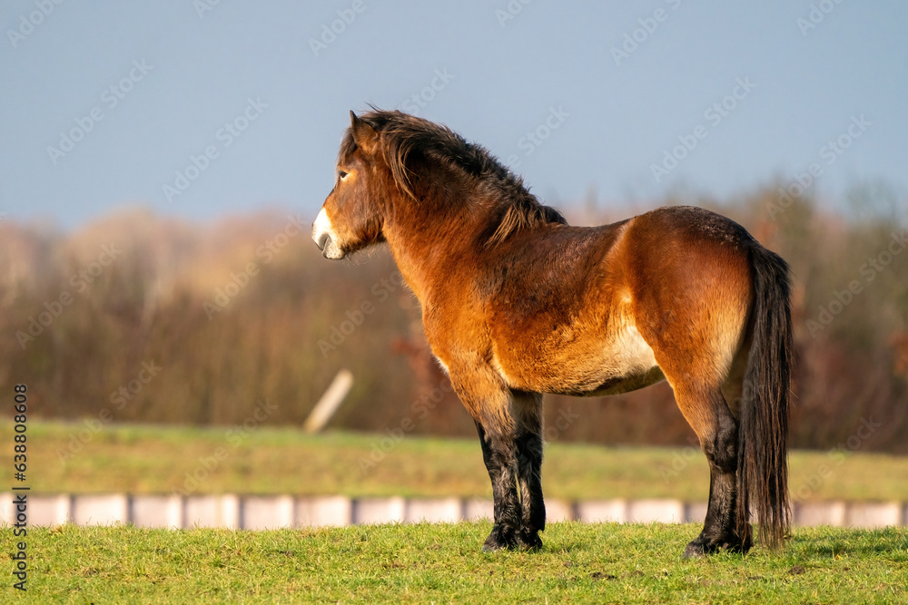 A brown wild Exmoor pony stands against a blue sky. Staring into the distance in a nature reserve in Fochteloo, the Netherlands. Selective focus, food, blue, sun.