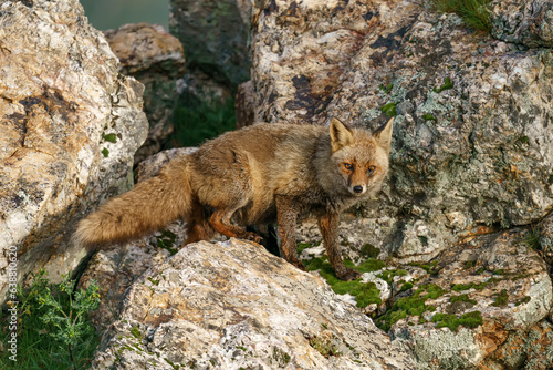 Red fox (Vulpes vulpes) in the wild