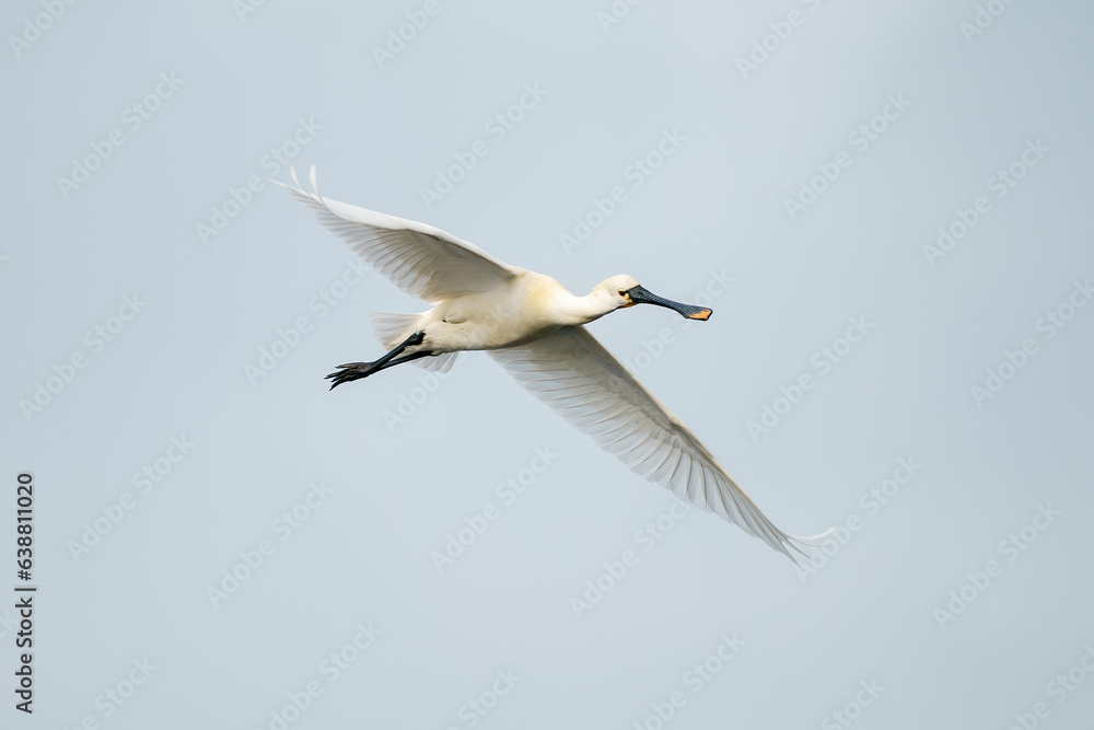 Eurasian spoonbill (Platalea leucorodia) in the wild Eurasian spoonbill (Platalea leucorodia) in the wild