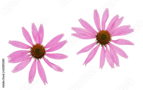 Echinacea flowers isolated on a white background  top view