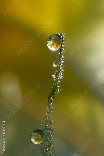 Flowers in the drops of dew on the green grass. Nature background.