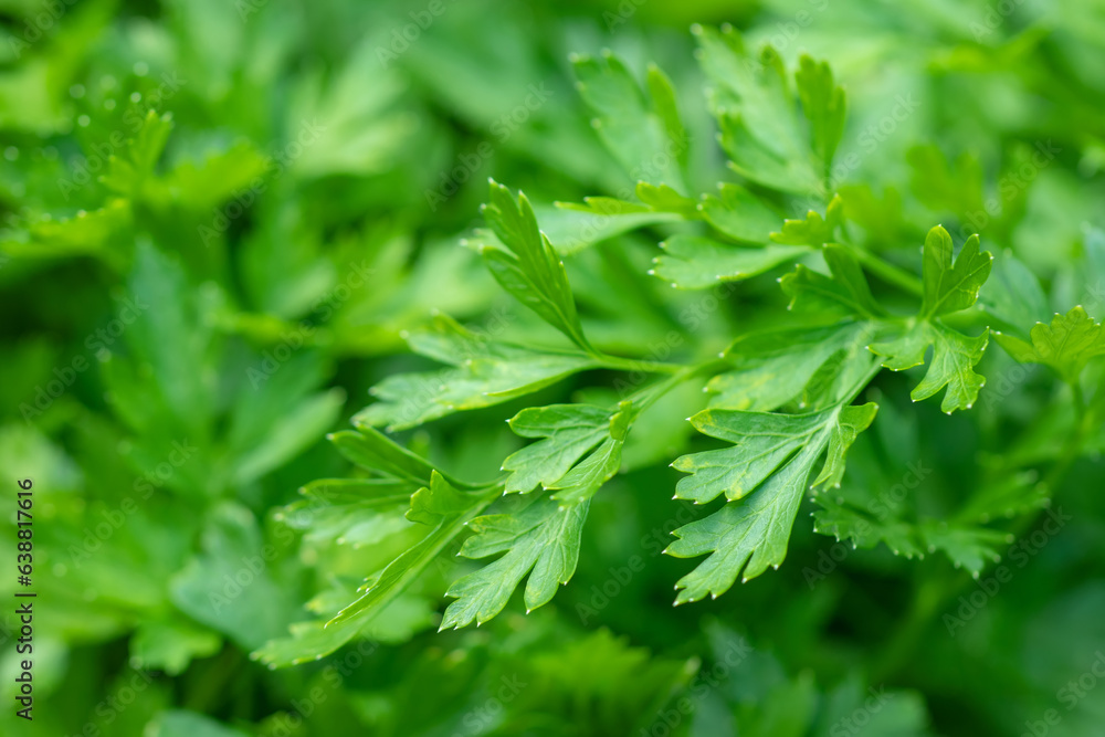 Parsley in the garden. It is grown outdoors in the garden area. Green background of parsley leaves, Parsley in the garden. It is grown outdoors in the garden area. Green background of parsley leaves,