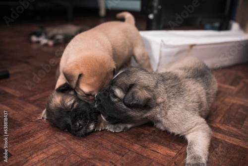 Three 3 week old adorable puppies wrestle and play with each other on the bedroom floor. photo