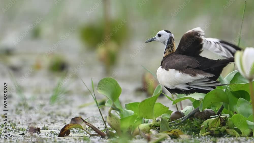 Pheasant Tailed Jacana Leaving Nest Pheasant Tailed Jacana Leaving Nest