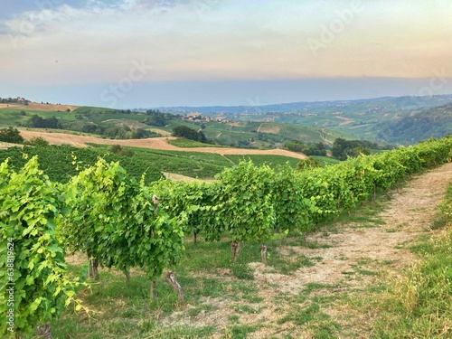 vineyard at Montalto Pavese - Italy
