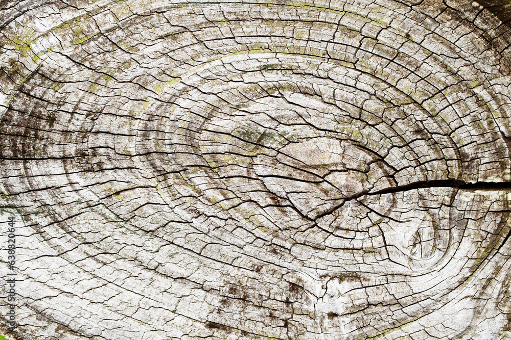 Texture of an old tree, cross section of a tree trunk