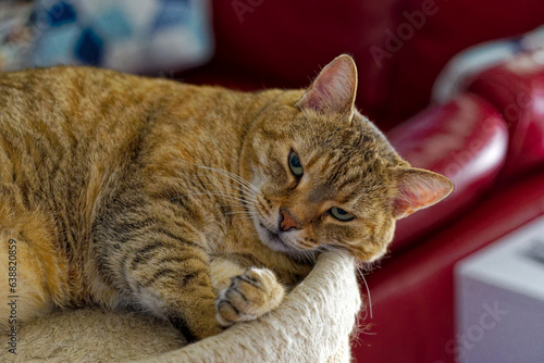 Wallpaper Mural Own adult female tabby cat lying on cat tower at living room on a hot summer day. Photo taken August 24th, 2023, Zurich, Switzerland. Torontodigital.ca