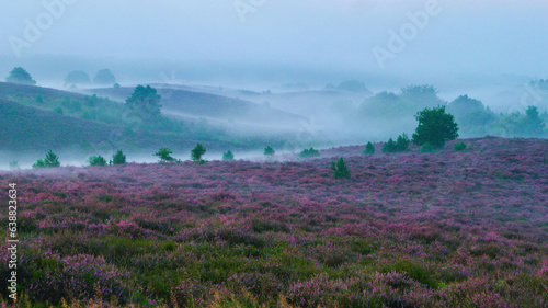 Blooming Heather fields, purple pink heather in bloom, blooming heater on the Posbank, Netherlands. Holland Nationaal Park Veluwezoom during sunrise