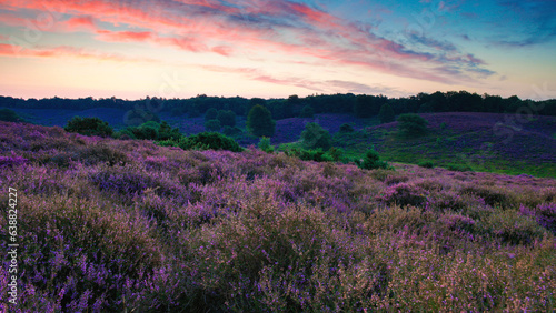 Blooming Heather fields  purple pink heather in bloom  blooming heater on the Posbank  Netherlands. Holland Nationaal Park Veluwezoom during sunrise