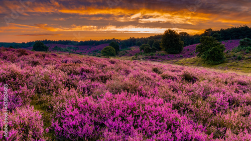 Blooming Heather fields, purple pink heather in bloom, blooming heater on the Posbank, Netherlands. Holland Nationaal Park Veluwezoom during sunset photo