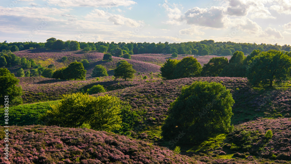 Sunrise with Blooming Heather fields, purple pink heather in bloom, blooming heater on the Posbank, Netherlands. Holland Nationaal Park Veluwezoom 