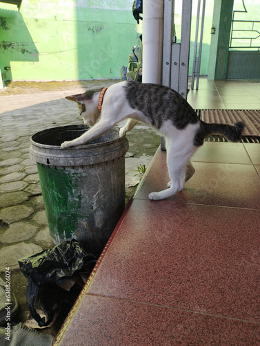 a cat was looking for food in a dumpster near a building.