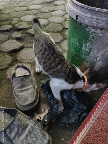 a cat was looking for food in a dumpster near a building.