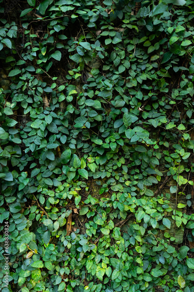 green ficus pumila plant at wall, texture