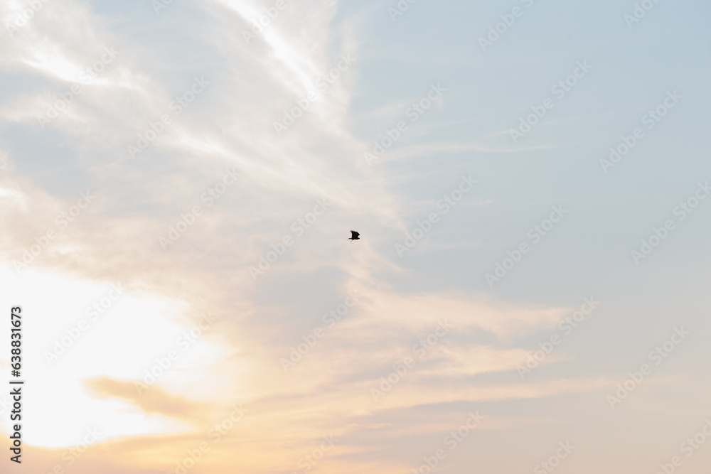 Fototapeta premium The flight of a hawk at sunset.