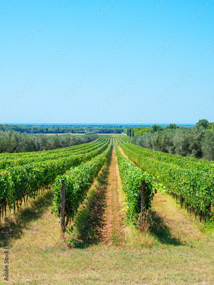 Tuscany vineyards in the countryside