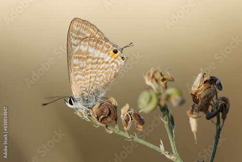 Mariposa Lampides boeticus posada en matorral seco por la fuerte calor del verano photo