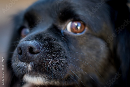 portrait of a black dog