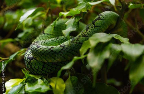 green snake on a branch among green leaves