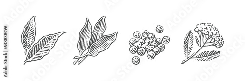 Spice set. Bay leaf, ramson, pile of peppercorns, blooming yarrow.  Hand drawn engraving style illustrations.