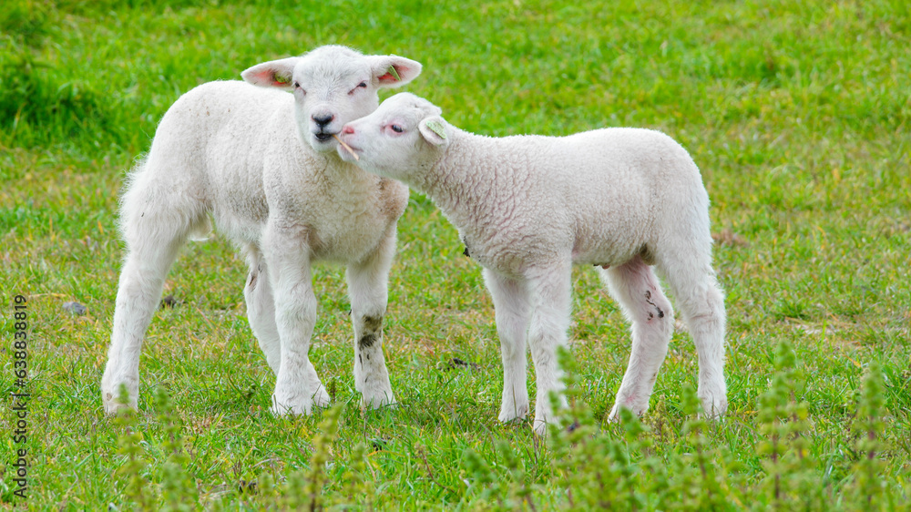 Lambs and Sheep on the Dutch dike by the lake IJsselmeer, Spring views, Netherlands Sheeps in a meadow on green grass. Netherlands Lambs and Sheep on the Dutch dike by the lake IJsselmeer, Spring views, Netherlands Sheeps in a meadow on green grass. Netherlands