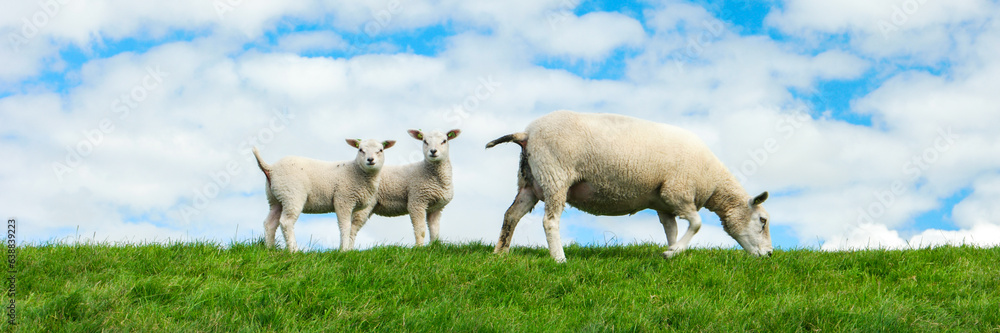 Fototapeta premium Lambs and Sheep on the Dutch dike by the lake IJsselmeer, Spring views, Netherlands Sheeps in a meadow on green grass