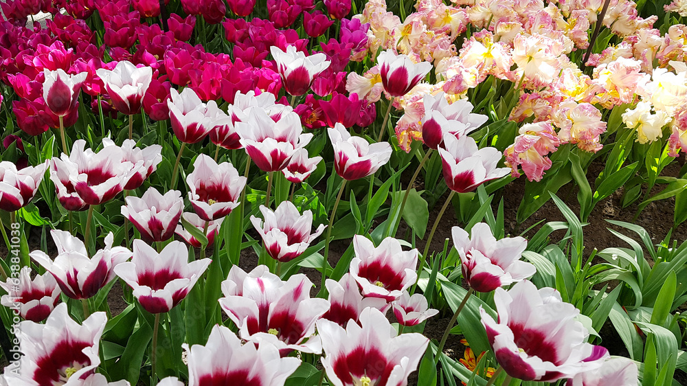 Tulips at a flower shop in Amsterdam Netherlands, view from above at colorful flowers in Amsterdam. Tulips at a flower shop in Amsterdam Netherlands, view from above at colorful flowers in Amsterdam.