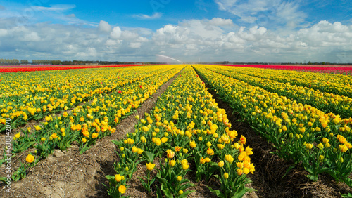 Tulip fields in The Netherlands, colorful tulip fields in Flevoland Noordoostpolder Holland, Dutch Spring views in the Netherlands, colorful tulip flowers in Spring