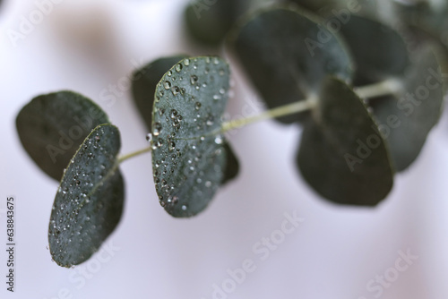 eucalyptus silverdollar leaves covered in water drops photo