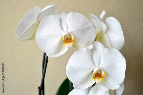 white blooming phalaenopsis orchid in the pot