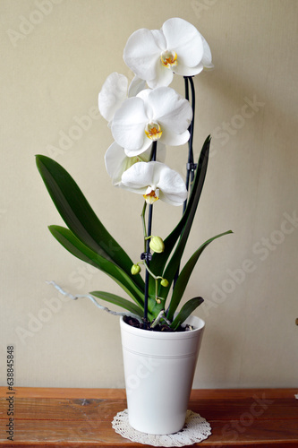 white blooming phalaenopsis orchid in the pot