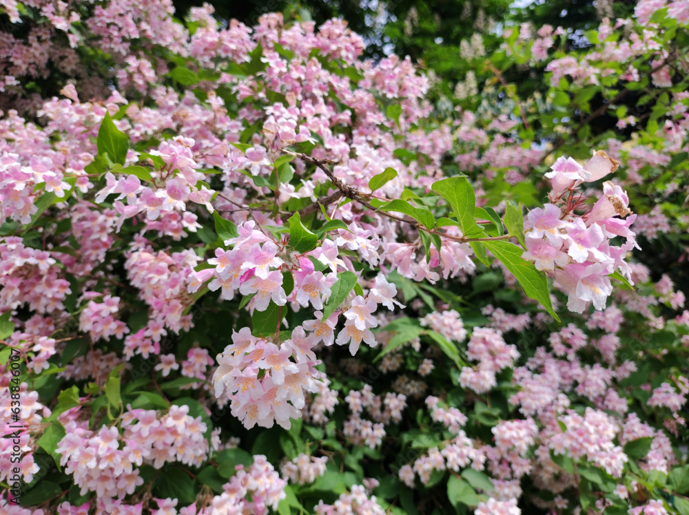 blooming beauty bush, kolkwitzia amabilis blooming beauty bush, kolkwitzia amabilis