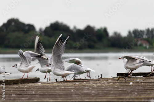 Swans on a dock by a lake © Sergej