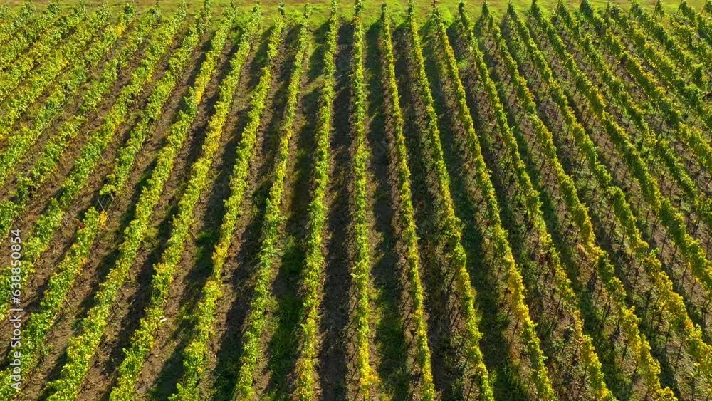 Aerial view of a vineyard in Europe by drone Aerial view of a vineyard in Europe by drone
