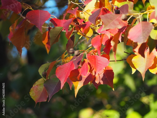 秋　紅葉　ナンキンハゼの葉 photo