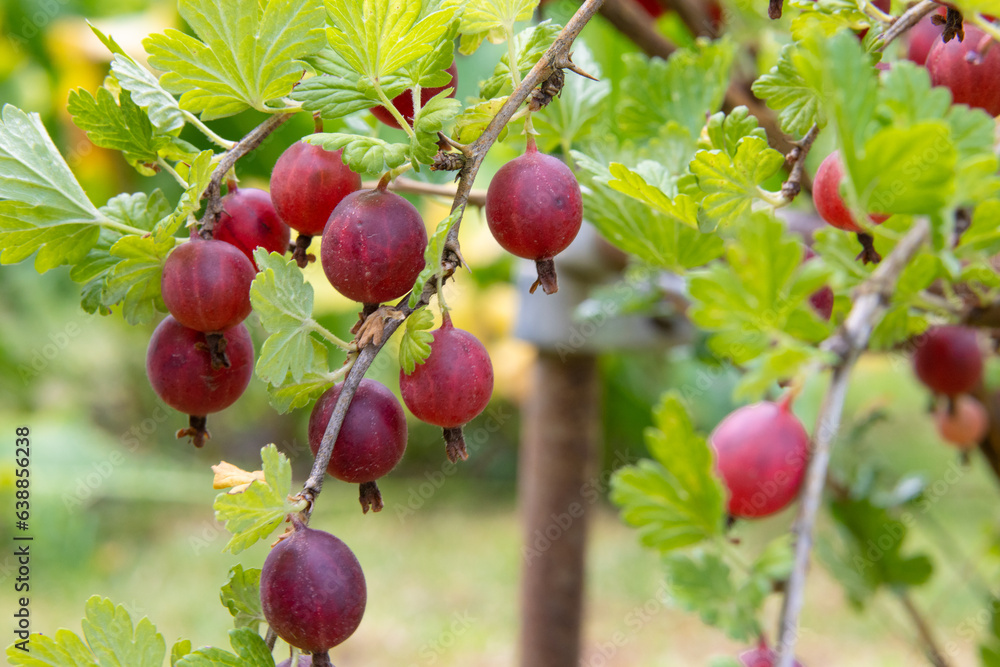 Close up of gooseberry bush branches with ripe juicy red gooseberries - obrazy, fototapety, plakaty 