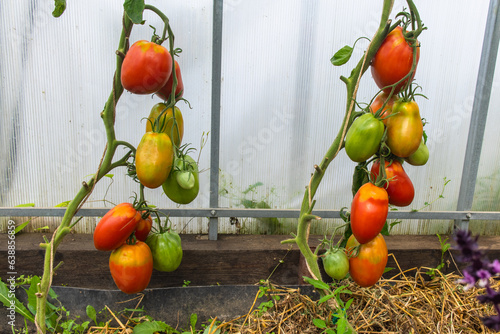 Clusters of colorful juicy tomatoes ripening in an organic greenhouse