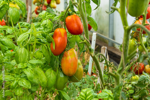 Clusters of colorful juicy tomatoes ripening in an organic greenhouse