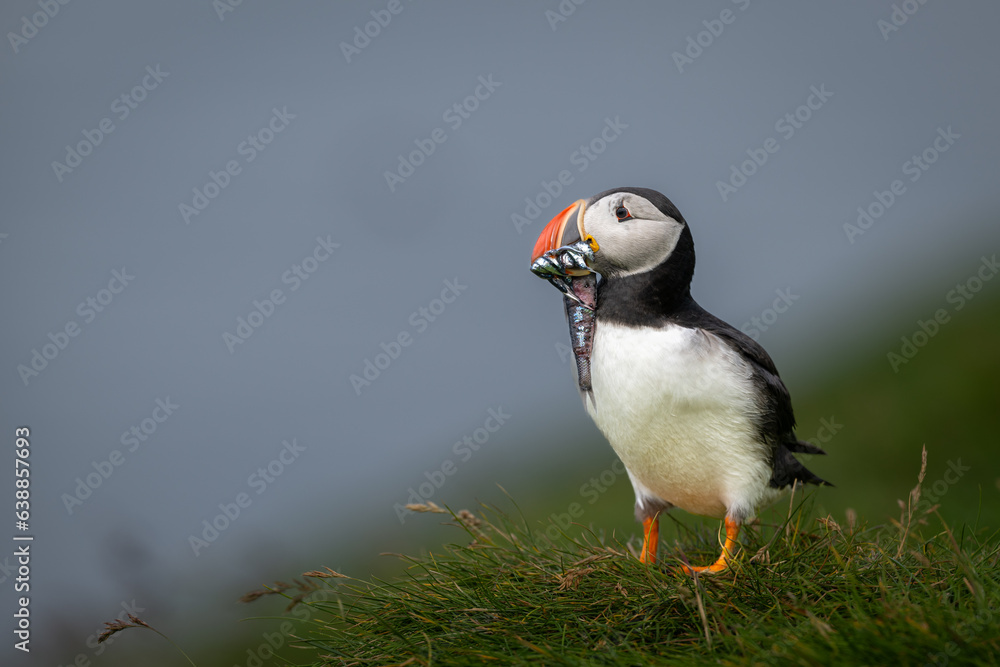 Fototapeta premium Atlantic Puffin holding several fish in its bill un the summer in Iceland.