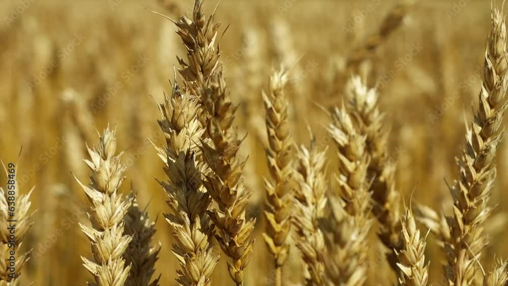 wheat field at sunset. wheat harvest in autumn, grain production. world's wheat supply. food crisis, heat and drought, climate change wheat field at sunset. wheat harvest in autumn, grain production. world's wheat supply. food crisis, heat and drought, climate change